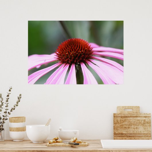 Impression de coneflower violet (Cuisine)