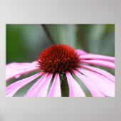 Impression de coneflower violet (Devant)