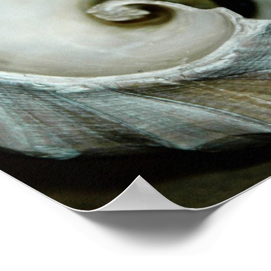 impression de coquille (Coin)