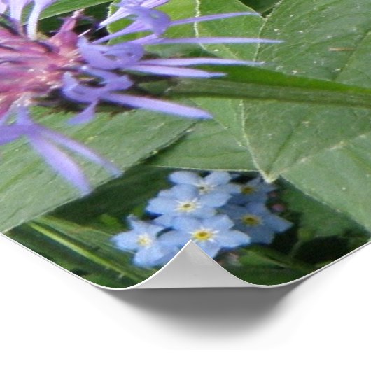Impression de Cornfleurs (Coin)