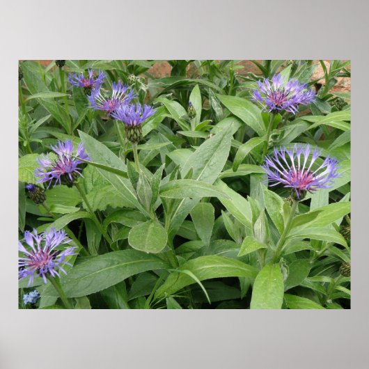 Impression de Cornfleurs (Devant)