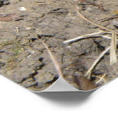 Impression de crapaud à rampe mignonne (Coin)