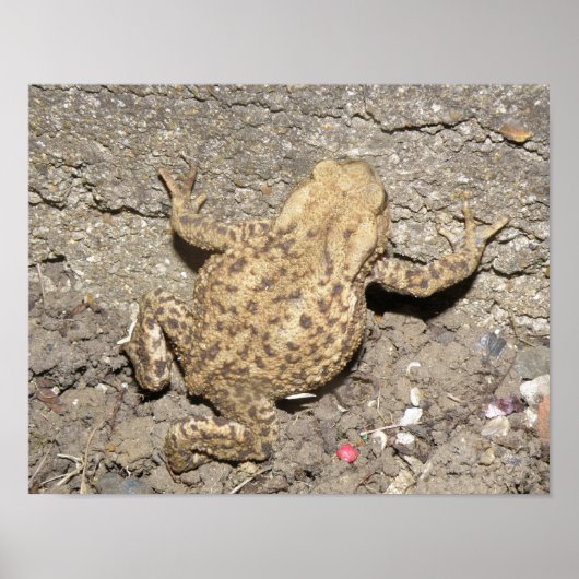 Impression de crapaud à rampe mignonne (Devant)