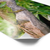 Impression de dragon d'eau chinois (Coin)