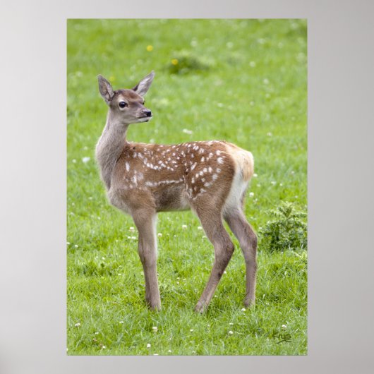 Impression de faon de cerf rouge (Devant)