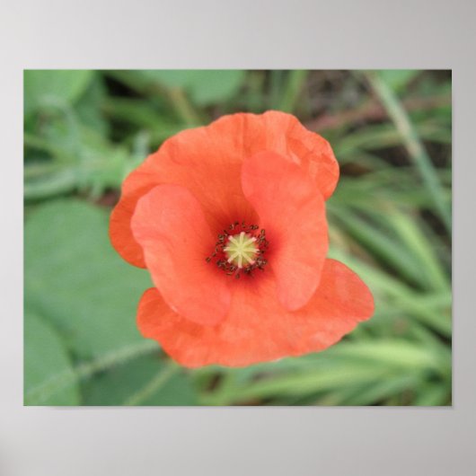 Impression de fleur de pavot sauvage (Devant)