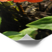 Impression de fleur de Zinnia orange (Coin)