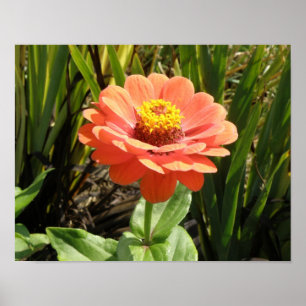 Impression de fleur de Zinnia orange