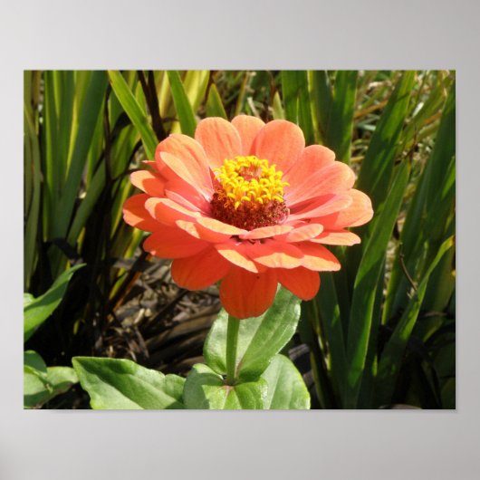 Impression de fleur de Zinnia orange (Devant)
