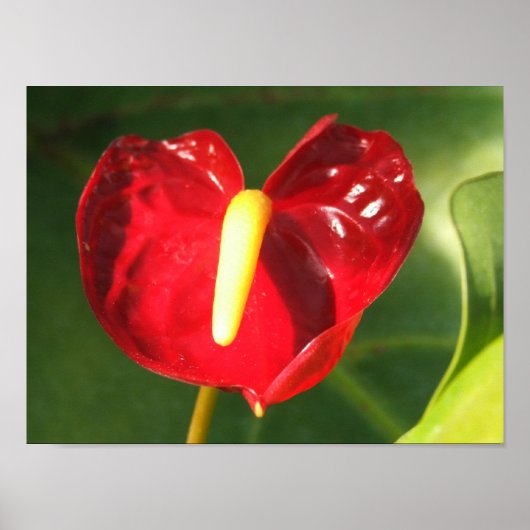 Impression de fleurs d'anthurium (Devant)