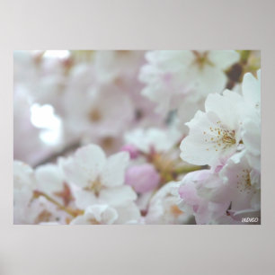 Impression de fleurs de cerisier blanc Affiche Imp