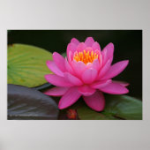 Impression de fleurs de Lotus rose (Devant)