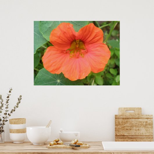 Impression de fleurs de Nasturtium orange (Cuisine)