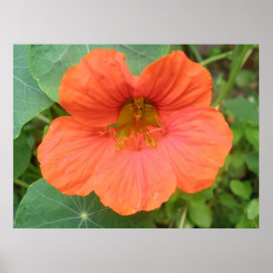 Impression de fleurs de Nasturtium orange