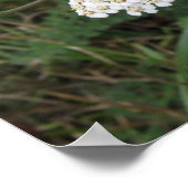 Impression de fleurs sauvages blanches (Coin)