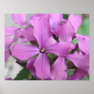 Impression de fleurs sauvages violettes