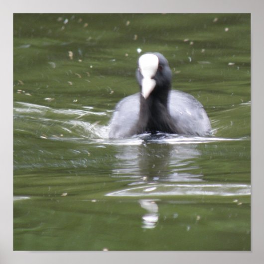 Impression de foulque en nage (Devant)
