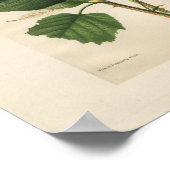 Impression de framboise Hannibal vintage (Coin)