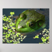 Impression de grenouille (Devant)