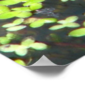 Impression de grenouille (Coin)