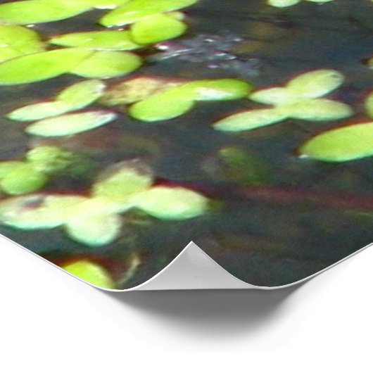Impression de grenouille (Coin)