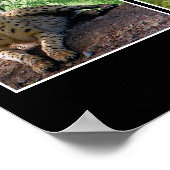 impression de gros chats (Coin)