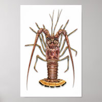 Impression de homard épineux