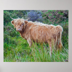 Impression de jeune vache des Highlands