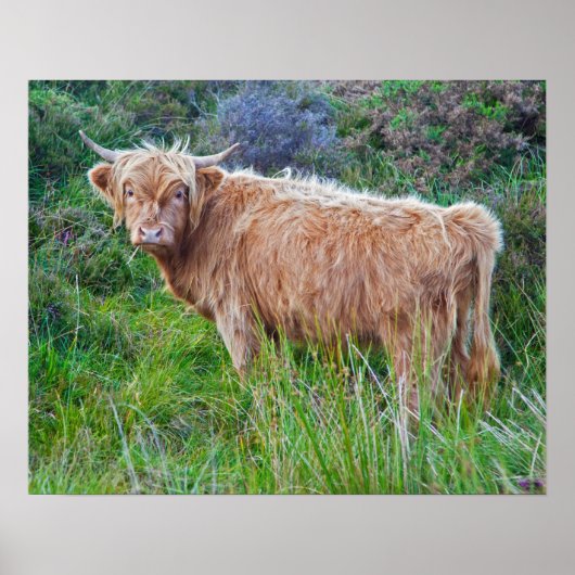 Impression de jeune vache des Highlands (Devant)