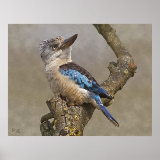 Impression de Kookaburra (Devant)