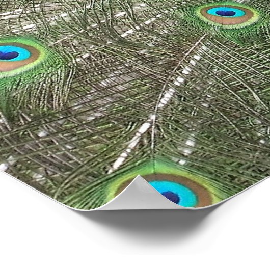 Impression de la chaîne de paon (Coin)