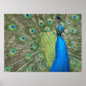 Impression de la chaîne de paon (Devant)