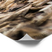 Impression de la colombe en deuil (Coin)