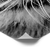 Impression de la face blanche du tigre (Coin)