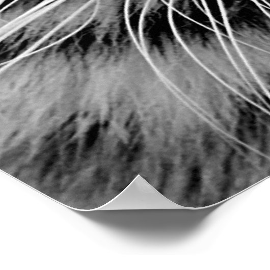 Impression de la face blanche du tigre (Coin)