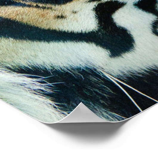 Impression de la face de tigre (Coin)