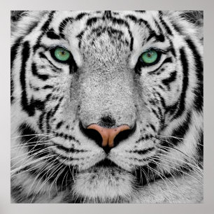Impression de la face de tigre blanc
