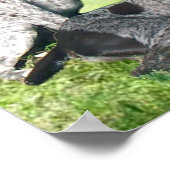 Impression de la famille de pointeurs germanophone (Coin)