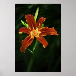 Impression de la flamme du jardin