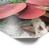Impression de la photo de champignon (Coin)