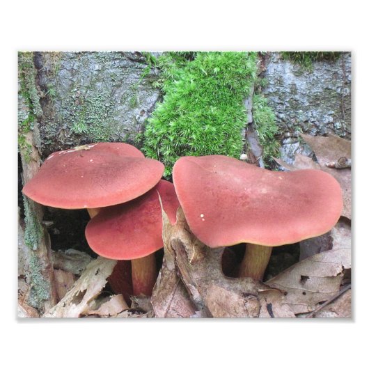 Impression de la photo de champignon (Devant)