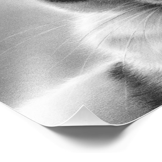 Impression de la photo de chat de Lazy Afternoons (Coin)