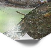 Impression de la photo d'écureuil (Coin)