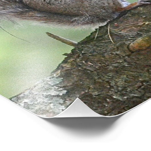 Impression de la photo d'écureuil (Coin)