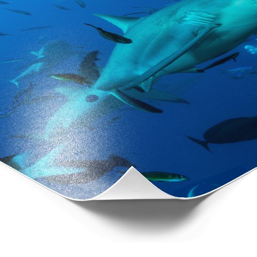 Impression de la photo Reef Shark (Coin)