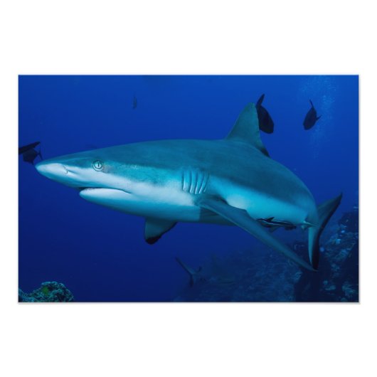 Impression de la photo Reef Shark (Devant)