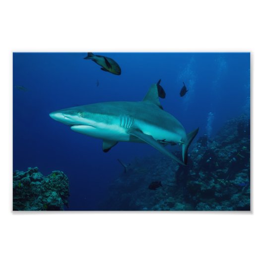 Impression de la photo Reef Shark (Devant)