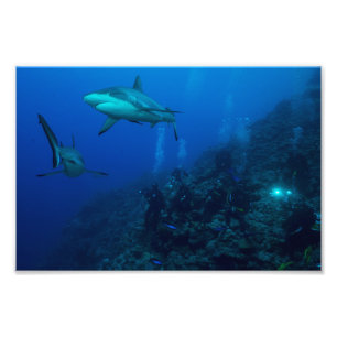 Impression de la photo Reef Shark