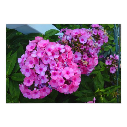 Impression de la photo rose Fleur (Devant)
