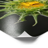 Impression de la photo Sunflower Bud (Coin)